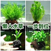  Huahua new aquarium glass lazy living aerobic real aquatic plants suspended fish tank Landscaping tree stem water fresh water