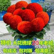 New large flower hydrangea seedlings cold humidification tree old pile balcony indoor and outdoor garden flowers bloom constantly in four seasons