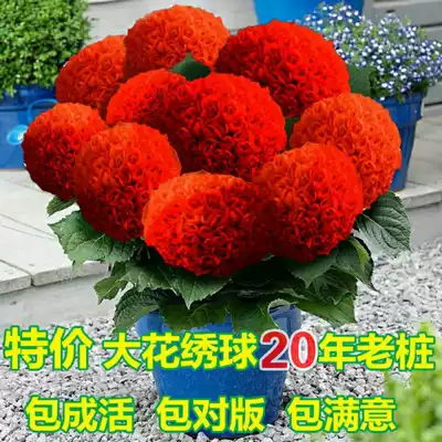 New large flower hydrangea seedlings cold-resistant humidification tree old pile balcony indoor and outdoor courtyard flowers blossom in four seasons
