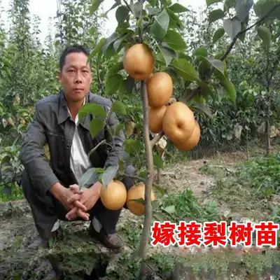 Dream Cuiguan pear seedlings grafted pear seedlings Cuiguan pear seedlings 82 pear honey pear seedlings planted in the South and North