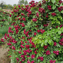 Dream(Sirius)Bird dance Sirius self-breeding Lianas moon season yin-resistant garden potted plants flower seedlings flower green