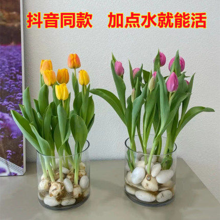 Dream 5 tulip seed balls are easy to live indoors and outdoors in all seasons. Plants and flowers are potted to grow flowers and seeds.