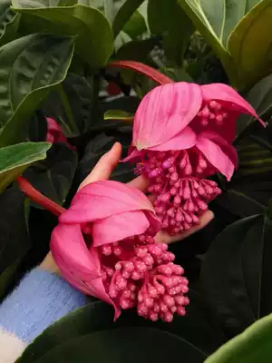 Pauline lamp flower pot planting with buds Suitable for indoor potted plants Small potted plants Balcony good cultivation