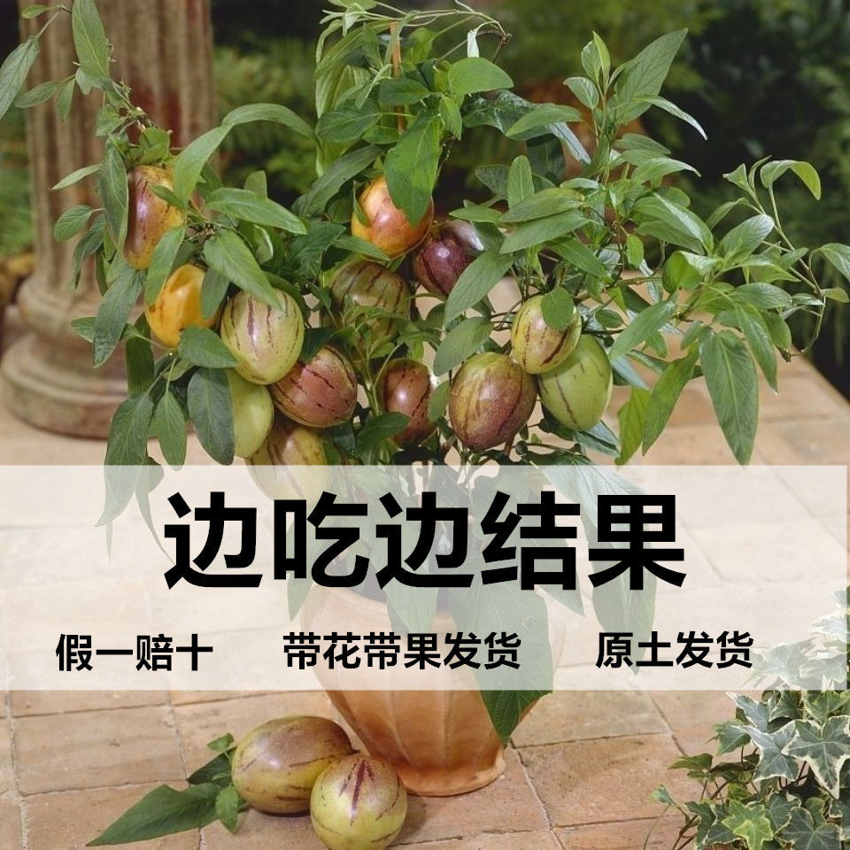 With fruit delivery ginseng fruit seedlings potted southern results saplings northern fruit seedlings eggplant melon longevity fruit easy to raise