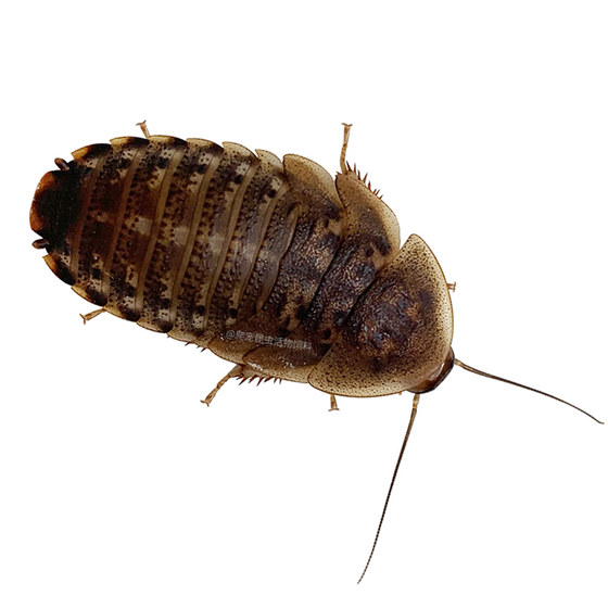 杜比亚蟑螂 昆虫 爬宠 活饵 饲料