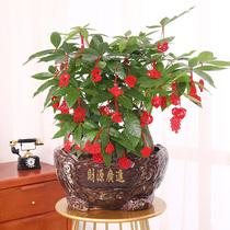 Flocking red lantern ornaments on the bonsai New Year decoration green planting housewarming Spring Festival potted small pendant