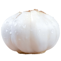Gansu Lanzhou Lily newly dug fresh lily 500g fresh edible raw sweet white lily non-dry goods specialty grade