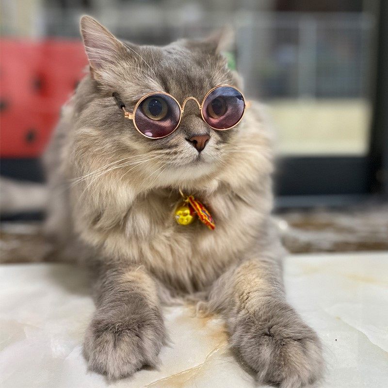 Pet cat glasses retro cool dog glasses doll photo props cat and dog funny sunglasses jewelry medium-sized French fight