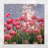 Приморский тюльпан