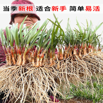 Farmhouse Leek Root Cultivation Head Stubble Yard Large Leaf Fine Leaf Wide Leaves Indoor White Root Leeks Fry Coarse And Old Variety Fresh