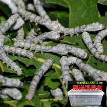 Silkworm eggs student silkworm raising suit silkworm big silkworm baby live color primary school students hatching box 34-year-old five-year-old silkworm seeds