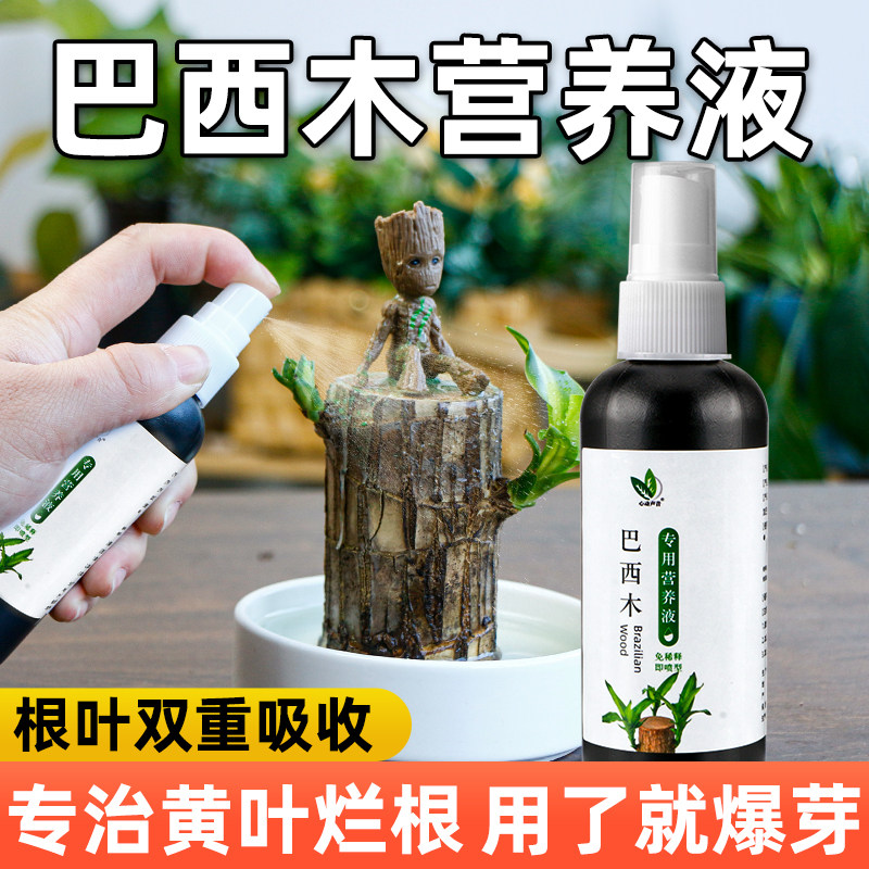 水培巴西木专用营养液免稀释巴旦木植物通用肥料生根促爆芽防黄叶
