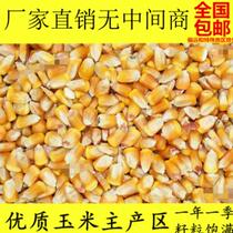 * Feed the chicken duck goose corn grain 100 catty of feed pigeon 50 catty 100 catty of dried corn grain bract rice to feed breeding poultry