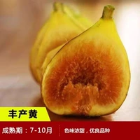 Высокоурожайные жёлтые 6-летние саженцы (приведённые в том же году), погибшие саженцы гарантированно компенсируются!