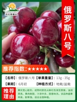 Карлик Русский №8, толщиной 2см с ветвями, будет плодоносить в текущем году [пригоден для горшечной или комнатной посадки] погибшие саженцы гарантированно компенсируются!