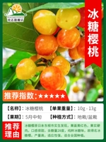 Карликовая каменная сахарная вишня с ветвями толщиной 2 см плодоносит в текущем году [пригодна для посадки в горшках или в помещении] погибшие саженцы гарантированы!