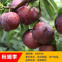 Цю Джи Ли (в этом году будет нести 5 лет саженцев), а саженцы будут компенсированы, если они умрут!