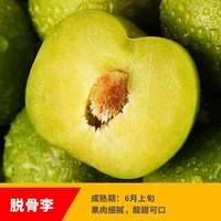 Зеленая хрустящая слива (5 лет саженцев принесет плоды в этом году), а саженцы будут компенсированы!