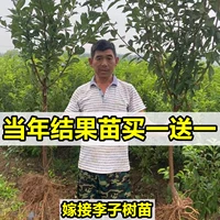 2 саженца за 5 лет (рекомендовано менеджером магазина)