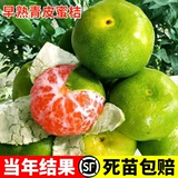 Саженцы мандарина экстрараннеспелые, Саженцы мандарина Ринан №1, Саженцы мандарина зеленокожие, Саженцы апельсина, посаженные в грунт по результатам того же года