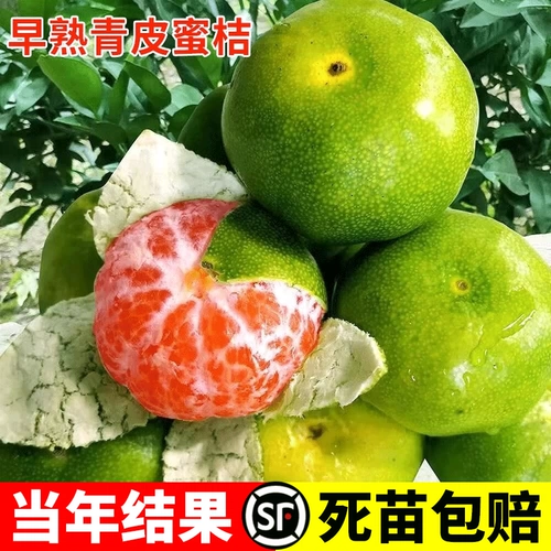 Саженцы мандарина экстрараннеспелые, Саженцы мандарина Ринан №1, Саженцы мандарина зеленокожие, Саженцы апельсина, посаженные в грунт по результатам того же года