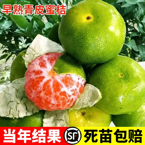 Товары от 呆果丁旗舰店