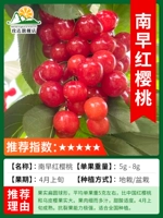 Карликовая Nanzao Red Cherry с ветвями толщиной 2 см принесет плоды в текущем году [подходит для посадки в горшках или в помещении] погибшие саженцы гарантированы!