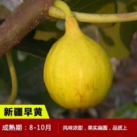 Синьцзянские раннежелтые 6-летние саженцы (результаты того года) компенсируют погибшие саженцы!