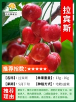 Карликовые Лабины толщиной 2 см. Ветки плодоносят уже в текущем году [подходят для горшечной или комнатной посадки] погибшие саженцы гарантированы!