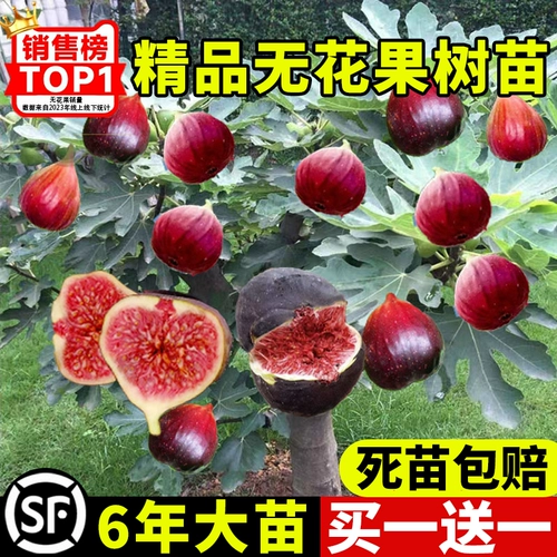 Саженцы для рисунка и очень большие фрукты, Брук -красная и зеленая кожа, горшечное растение на юге четырех сезонов, фрукты того года