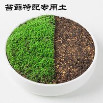 Moss special soil planting soil secret nutrient soil Moss stars big gray small gray blossoms White Moss breathable flower soil