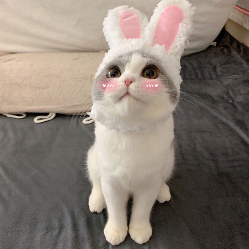 Cat headgear pet hat dog headdress cute funny rabbit dog jewelry funny cat hat supplies rabbit ears