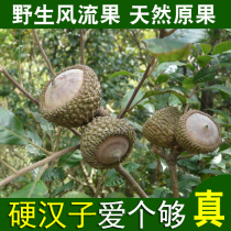 Guangxi Pure Wild Fengliu Fruit 500g Large Fruit Selected Beautiful Fruit Tianzhu Grains Thick Scales Nourishing Wine Ingredients