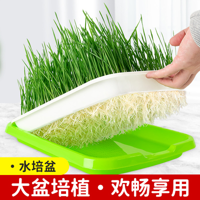 [兔草盆抗拔苗防霉菌种植盆水培自种器皿种子猫咪零食化毛去毛]