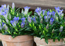 Ground cover dwarf plants for many years heat-resistant and cold-resistant perennial root potted flowers gentian flower seedlings heart of the ocean