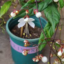 Pituitary jasmine flower potted outdoor flower winter not afraid of freezing green plant long vines hanging four seasons of green and easy to live plants