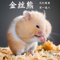 Golden Silk Bear Dairy Cow Eye Ring Tiger Tattoo Rice Bear Hamster Living Things Have Been Vaccinated Living Home Breeding Rat Small Animals Good To Feed