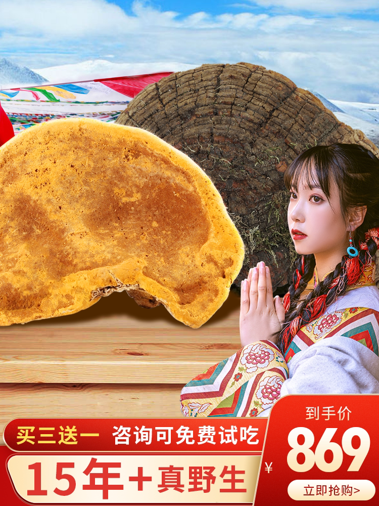 Tibet authentic mulberry mulberry yellow wild 15 years premium 500 grams of a catty strain Mulberry yellow ganoderma lucidum efficacy