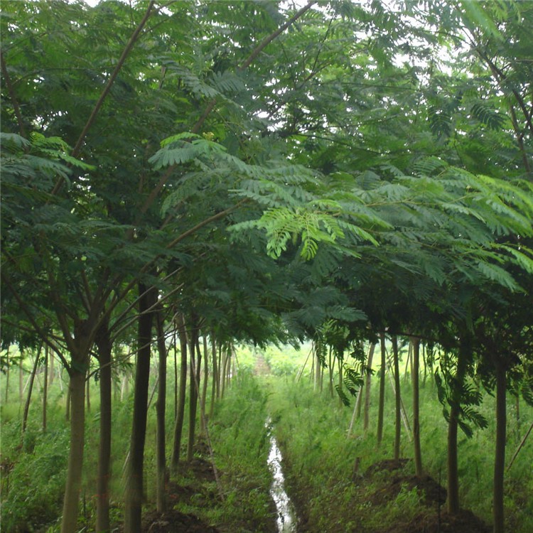 *Acacia saplings, acacia flower potted plants, north and south villas, courtyard greening projects, velvet flower trees, cold-resistant hibiscus trees