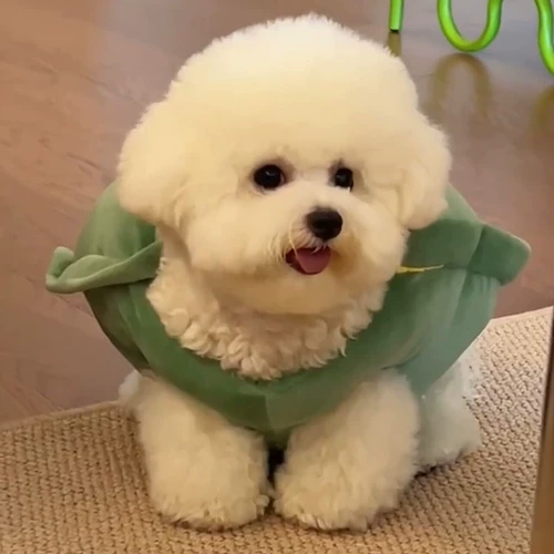 Жилет Pet Pet Turtle Shell, Bomekhashashashada Corder Doubi Bear Teddrahbrado Funny Clothing