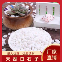 Fujian white stone white gravel natural white stone small white stone succulent paving potted flower pot courtyard fish tank