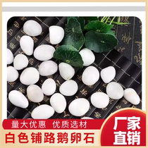 Jiangsu cobblestone natural rain flower stone small white stone succulent paving stone potted flower pot flower growing hydroponic white