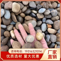 Tianjin river pebbles cobblestone large balcony paving outdoor rain flower stone large fish tank landscaping stone