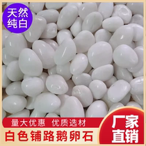 Hebei white pebbles large and small pebbles natural rain flower stone raw stone courtyard balcony landscaping paving white stone