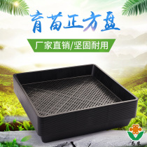 Thickened sprout nursery tray sprout tray succulent nursery pot bean sprout box planting box maca tray