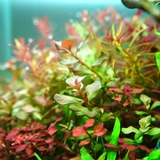 Chihirosrgb Aplus Professional Water Grass Lamp Led