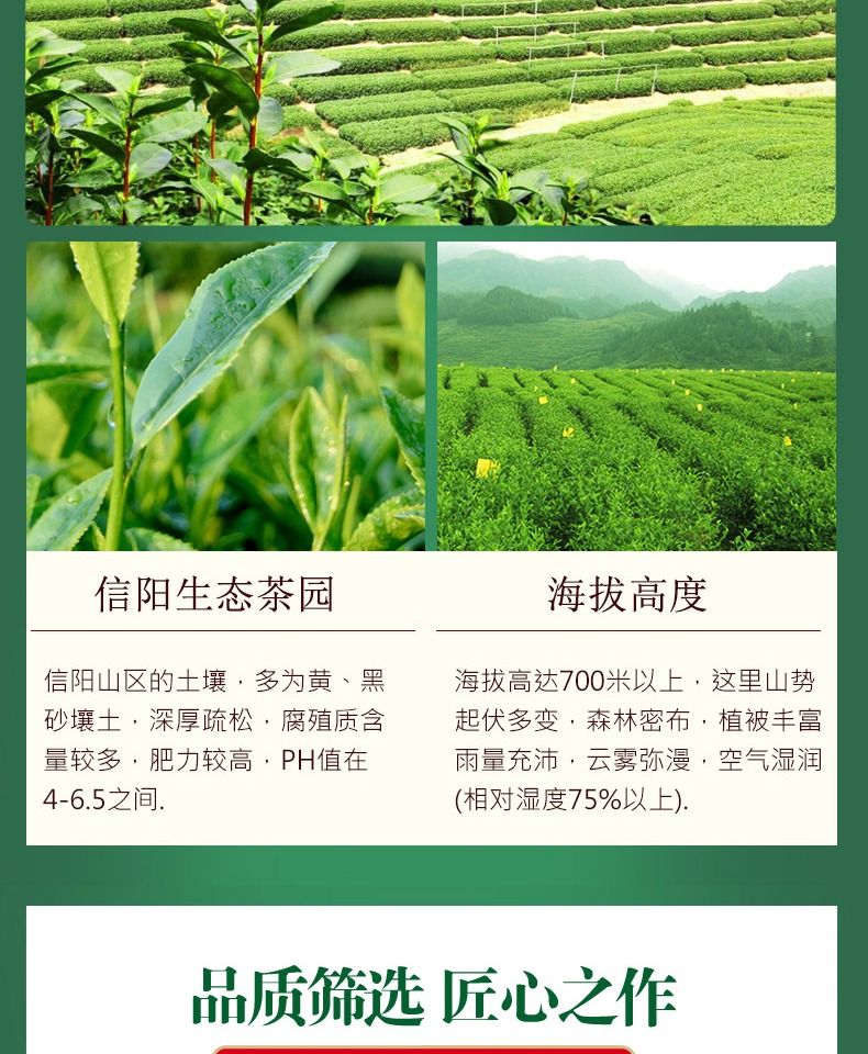 【来茗祥】2021新茶信阳毛尖绿茶