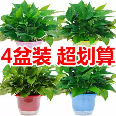 Golden Ge potted indoor plants New House suction formaldehyde bonsai green plant hydroponic long vine hanging big leaves Golden kudzu flowers