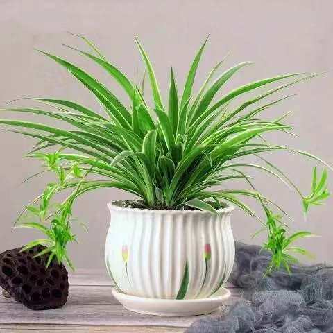 Phnom Penh Chlorophyllum Plants Indoor Purified Air Potted to Absorb Formaldehyde Desktop Small Green Plants Hydroponics Hydroponics Hanging