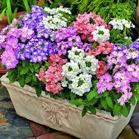 500 зерно красивой вишневой вишневой вишни